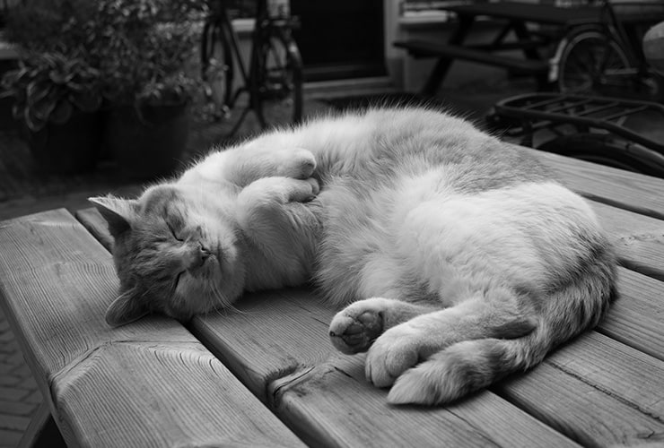 Salud felina: ¿cuántas horas duerme un gato? |