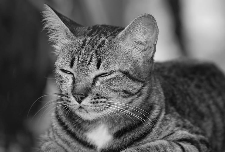 Golpe de calor en gatos − Auxiliar Técnico Veterinario