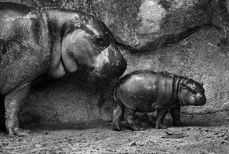 Hipopótamo pigmeo – Cuidador de Zoológico