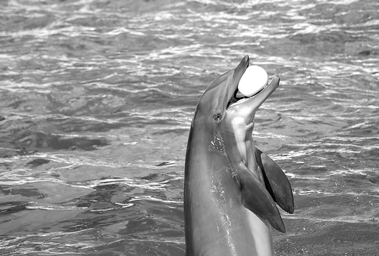 Alimentación del delfín – Cuidador de Zoológico