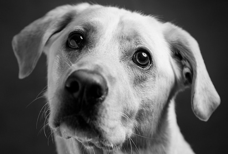 conjuntivitis en perros - cuidados veterinarios