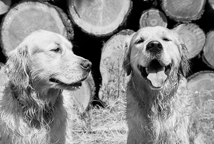 Perro golden retriever − Terapia Asistida con Animales