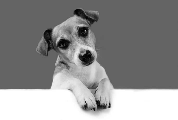 Razas de perros para personas depresivas – Terapia con Animales