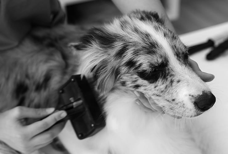 El cepillo escarpidor – Peluquería Canina y Felina