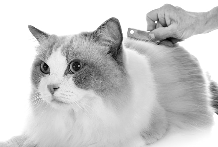 Cepillo para gatos – Peluquería Canina y Felina