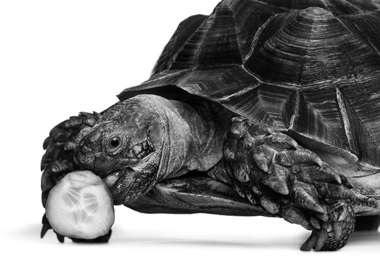 Qué come una tortuga – Técnico de Animales Exóticos