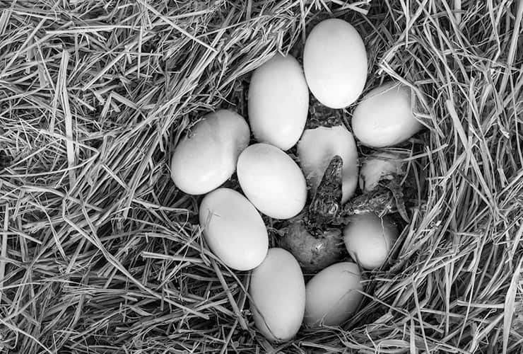 Animales que nacen de huevos – Cuidador de Animales de Zoológico