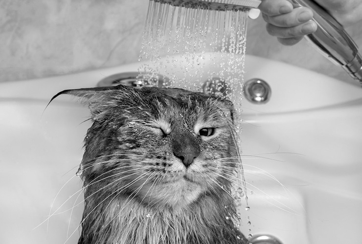 ¿Cada cuánto se baña un gato? – Peluquería Canina y Felina