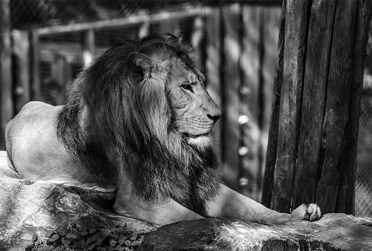 Cómo viven los leones en el zoológico