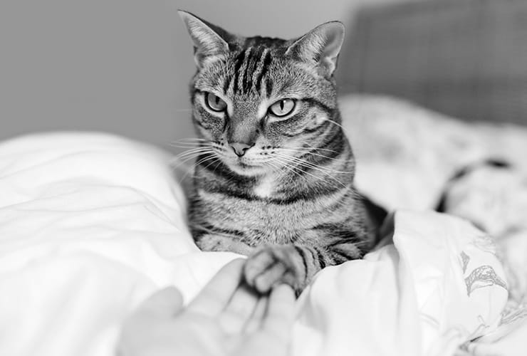 La gatoterapia − Terapia Asistida con Animales