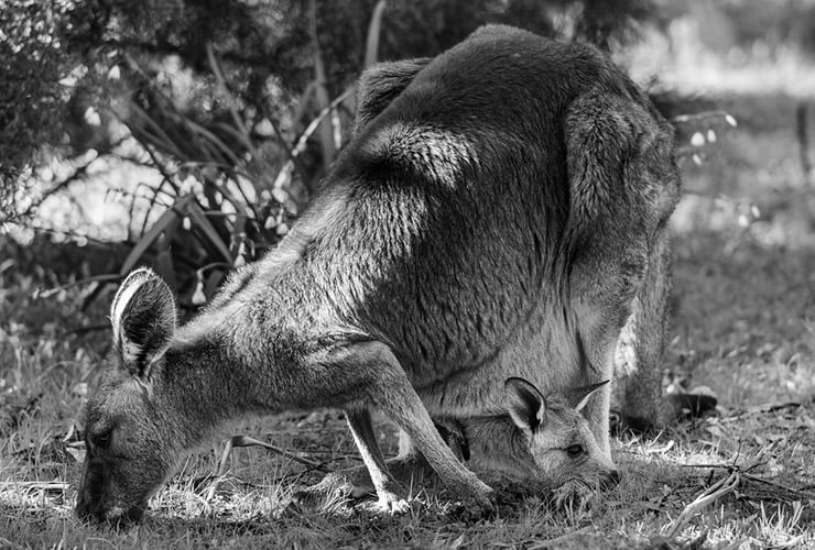 Alimentación del canguro − Cuidador de Animales de Zoológico