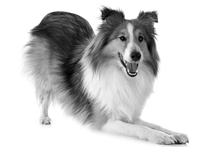 Lenguaje corporal de los perros − Adiestramiento Canino