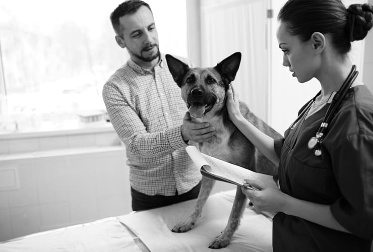 El hipotiroidismo en perros − Asistente y Auxiliar Técnico Veterinario