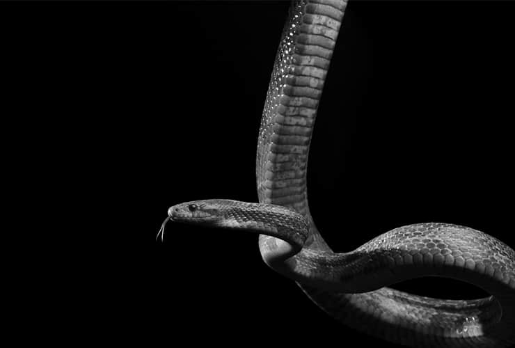 La serpiente del maíz − Técnico de Animales Exóticos