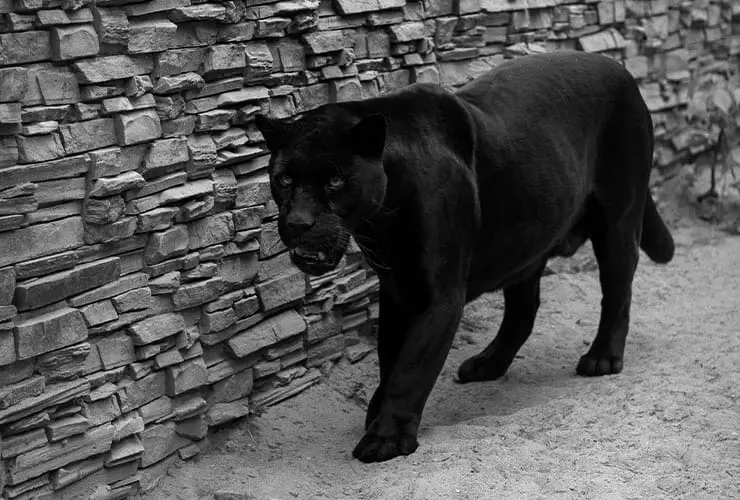 Cuidador del zoológico: alimentación de la pantera | Nubika