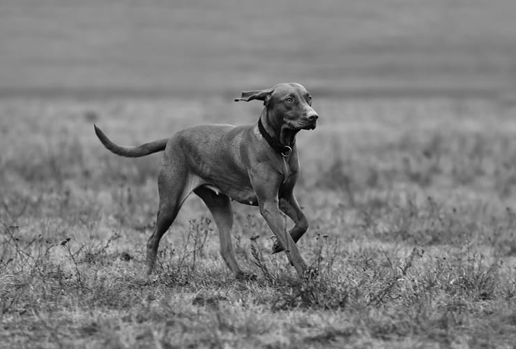 Los perros que buscan trufas − Adiestramiento Canino