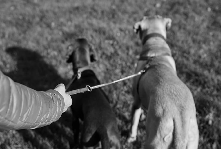 Las razas de perros más obedientes − Adiestramiento Canino