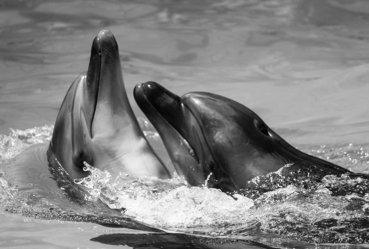 Las características del delfín − Auxiliar Veterinario y Cuidador de Animales de Zoológico