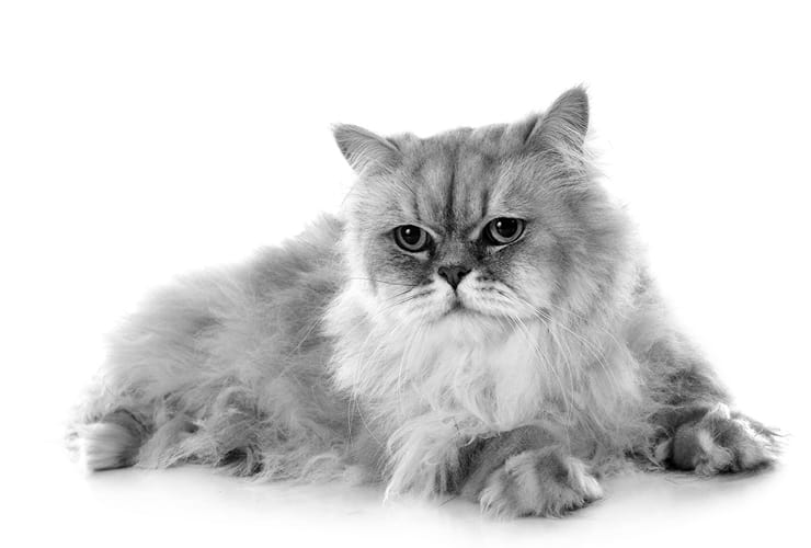 Corte de pelo gato persa − Peluquería Canina y Felina
