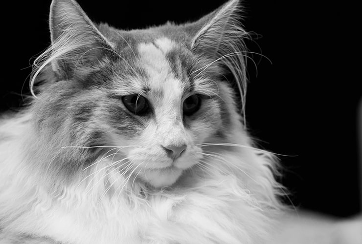 El gato cymric − Técnico de Animales Exóticos