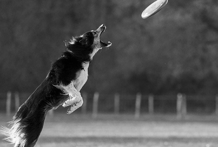 Perros para hacer deporte − Adiestramiento Canino