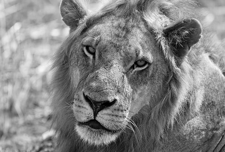 Las características del león − Auxiliar Veterinario y Cuidador de Animales de Zoológico