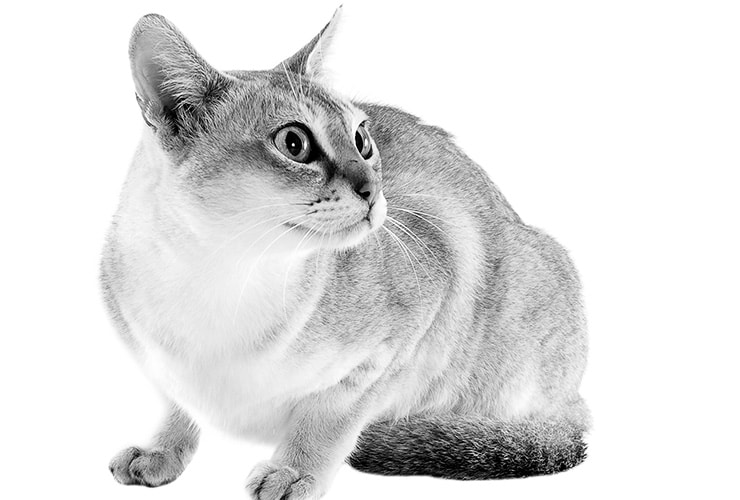 El gato Singapura − Técnico de Animales Exóticos