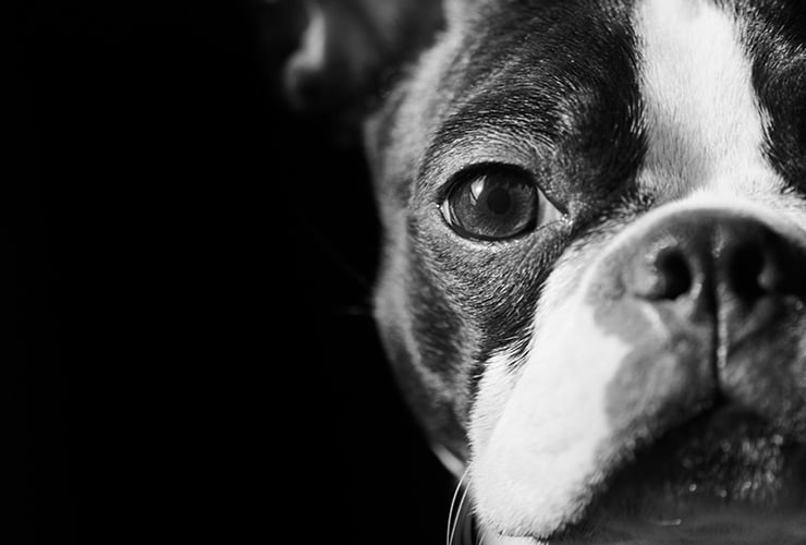 El perro Stubby − Terapia Asistida con Animales