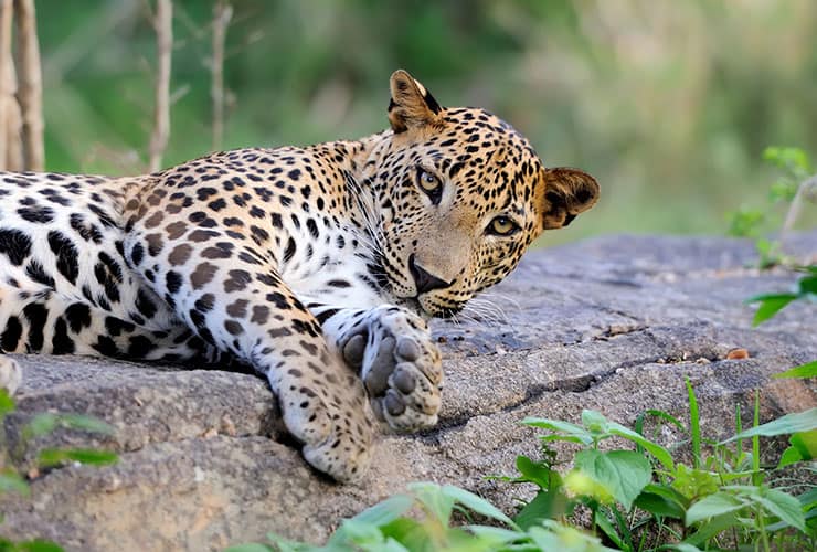 leopardo|Las características del leopardo − Auxiliar Veterinario y Cuidador de Animales de Zoológico