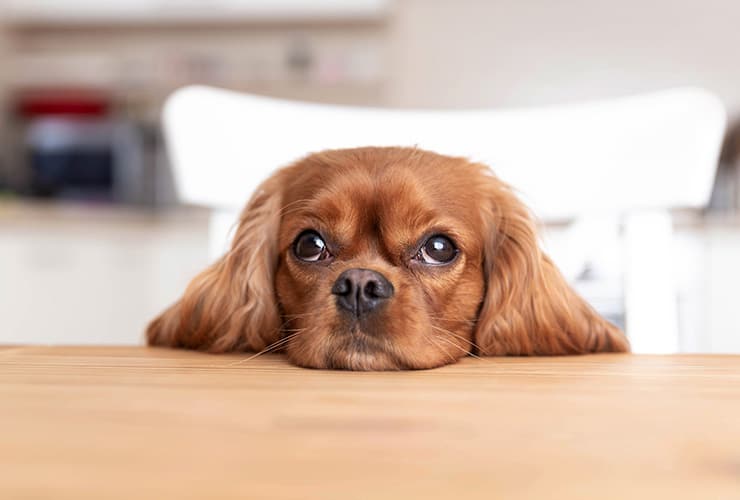 perro|La epilepsia en perros − Asistente y Auxiliar Técnico Veterinario