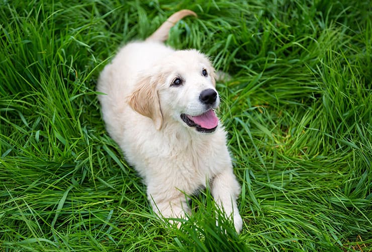cachorro|Los perros recomendados para niños hiperactivos − Terapia Asistida con Animales