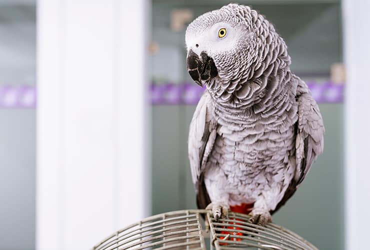 Las aves psitácidas − Técnico de Animales Exóticos