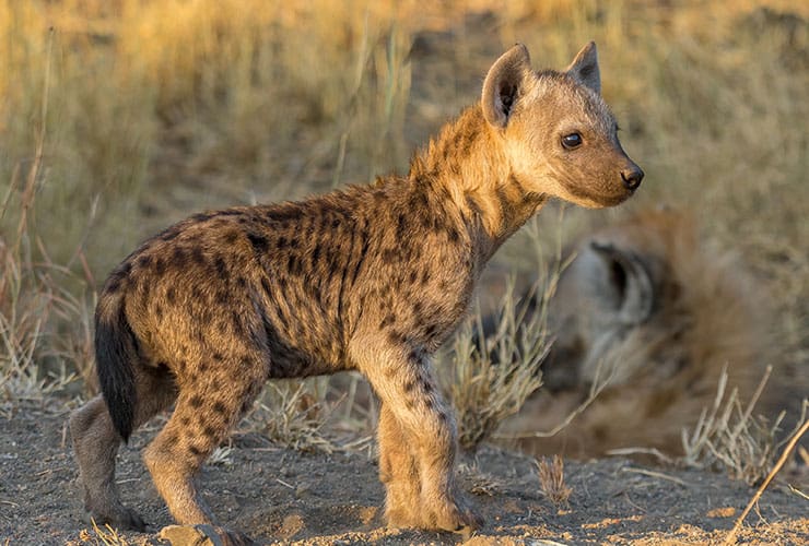 Las características de la hiena − Auxiliar Veterinario y Cuidador de Animales de Zoológico