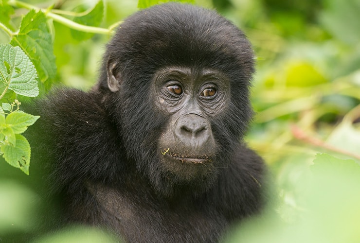 Las características del gorila − Auxiliar Veterinario y Cuidador de Animales de Zoológico