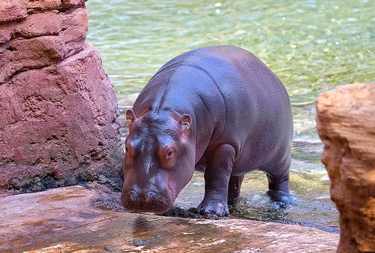 Las características del hipopótamo − Auxiliar Veterinario y Cuidador de Animales de Zoológico
