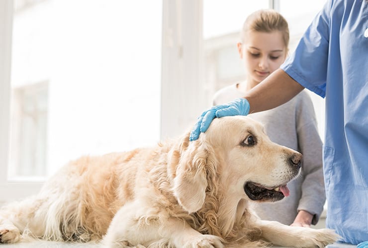 La desparasitación interna de perros − Asistente y Auxiliar Técnico Veterinario