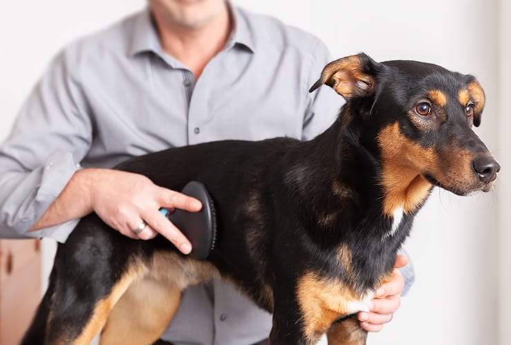 El grooming en perros − Peluquería Canina y Felina