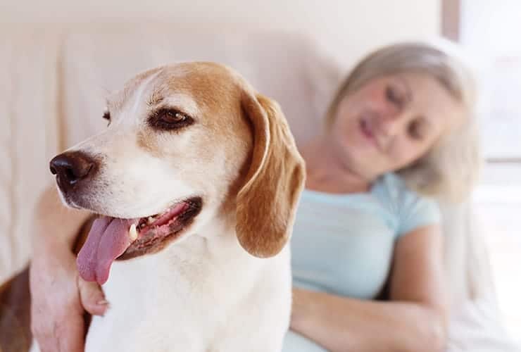 La intervención asistida con perros − Terapia Asistida con Animales|La intervención asistida con perros − Terapia Asistida con Animales