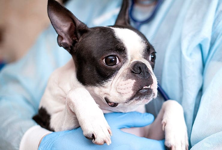 El pénfigo en perros − Asistente y Auxiliar Técnico Veterinario
