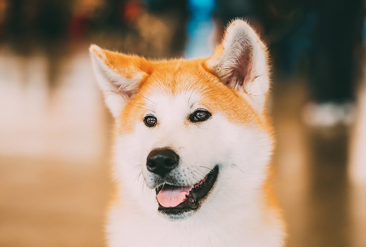El perro Hachiko − Adiestramiento Canino