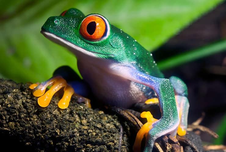 rana verde de ojos rojos – curso animales exóticos