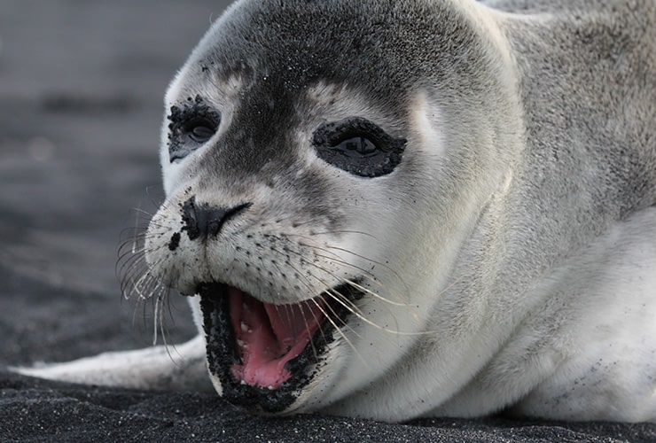 Las características de la foca − Auxiliar Veterinario y Cuidador de Animales de Zoológico