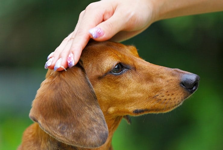 La obediencia canina − Adiestramiento Canino