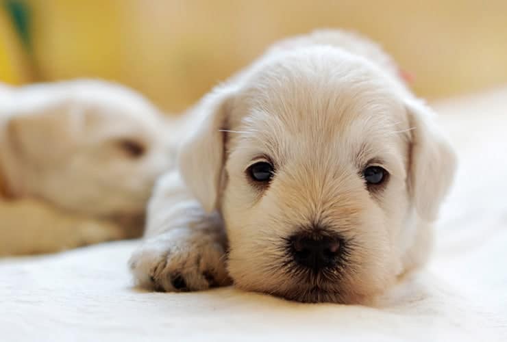 El parvovirus en perros − Asistente y Auxiliar Técnico Veterinario