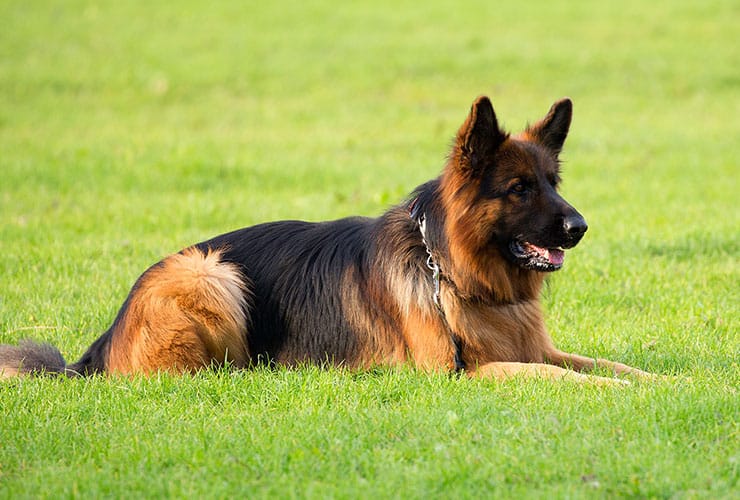 El perro Ajax − Adiestramiento Canino