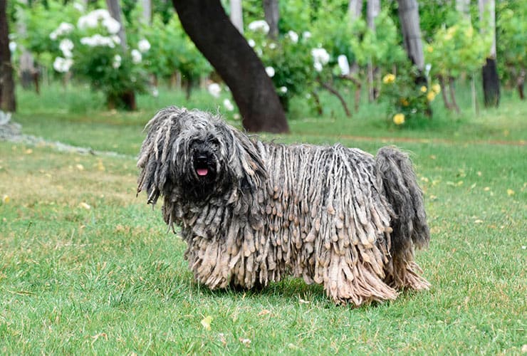 Peluquería para perro rastas: el perro puli Nubika
