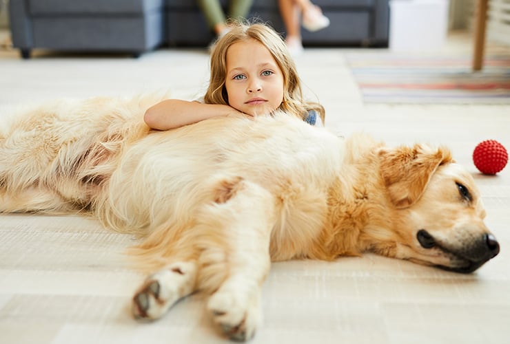 Perro de terapia certificado − Terapia Asistida con Animales