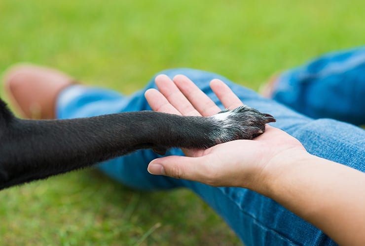 Los perros de compañía − Terapia Asistida con Animales