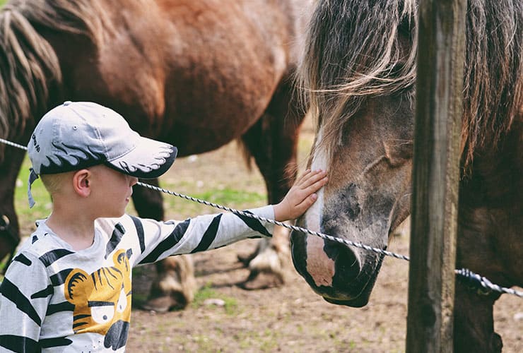 Las terapias con caballos para niños con discapacidad − Terapia Asistida con Animales