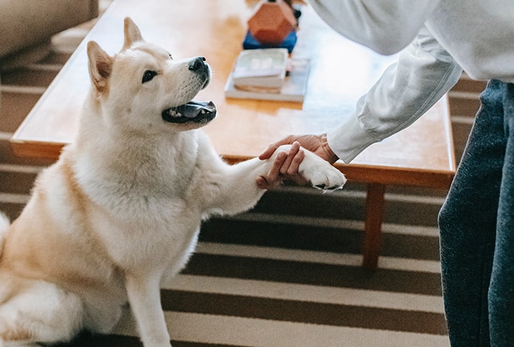El adiestramiento de perros a domicilio − Adiestramiento Canino